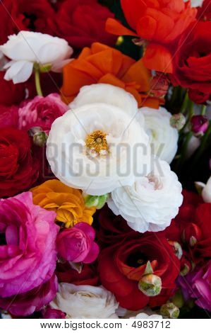 Fiori di primavera