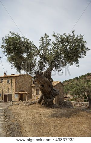 Old Olive Tree