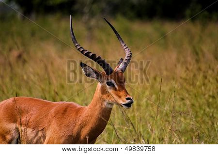 Akagera National Park In Rwanda