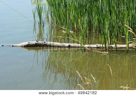 Reeds and Logs in a Marsh