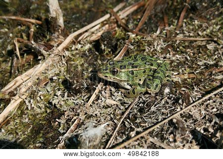 Spotted Green Frog