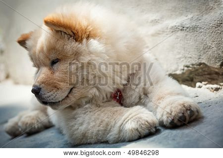 Portrait of a young puppy chow chow