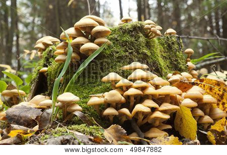Hypholoma Fasciculare
