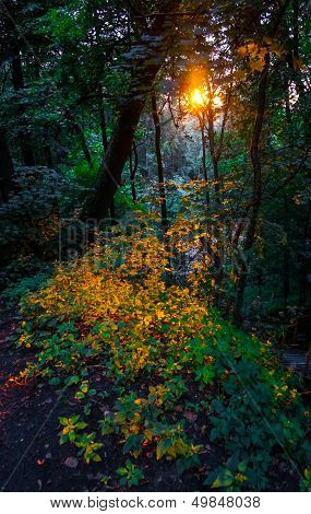 light in the forest