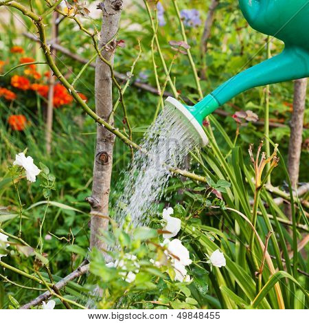 Flower Bed Watering From Watering Can