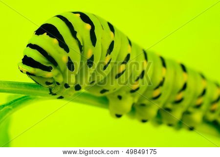 Fecskefarkú Caterpillar