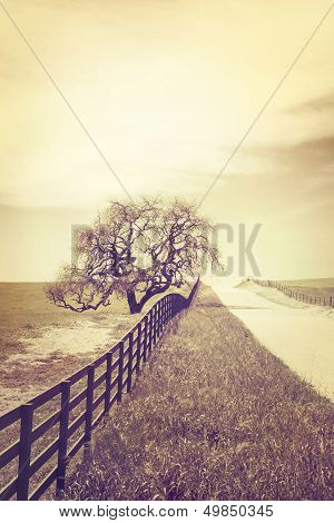 Cross-processed Oak And Country Road