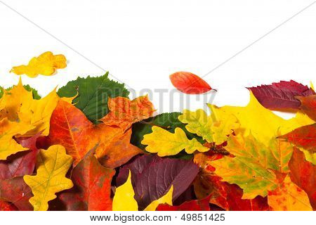 Beautiful Colorful Autumn Leaves