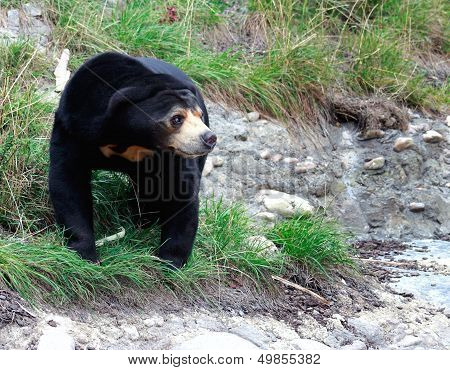 Sun Bear (helarctos Malayanus)