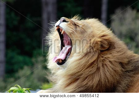 Lion (panthera Leo)
