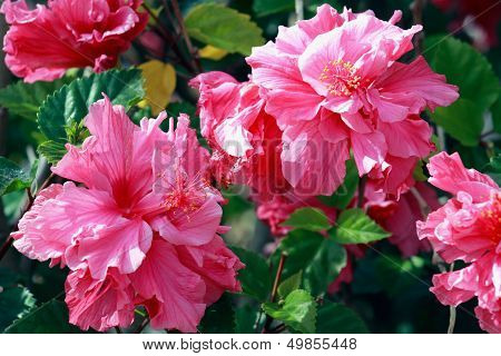 Pink Hibiscus Flowers