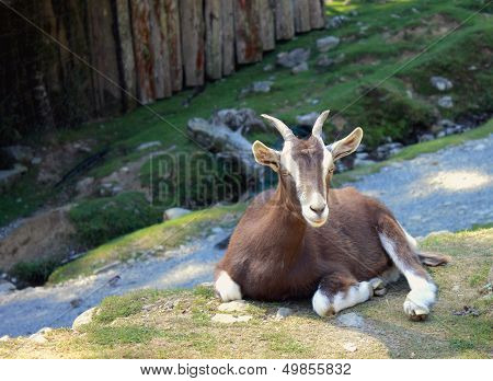 A Goat Rests