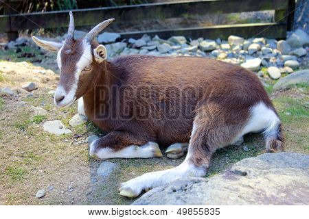 Goat Resting