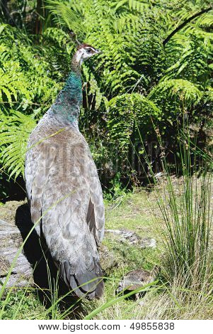 A Peahen And Chick