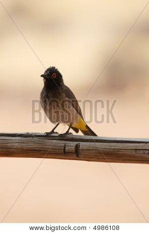 Afrikkalainen Red-eyed Bulbul (pycnonotus Nigricans)