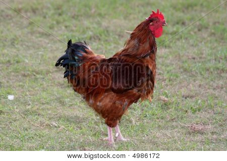 Red Rooster