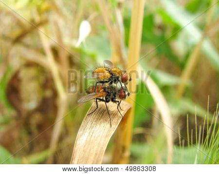 Two Flies