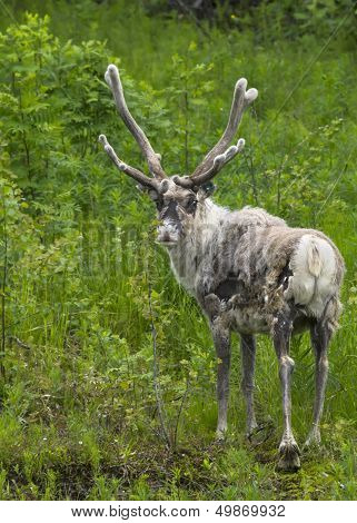 Adult Reindeer Against Green Environment In Lapland During Summer.