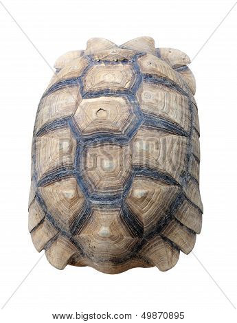 Texture Of Turtle Carapace
