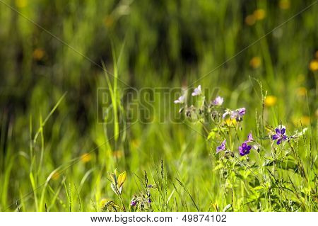 Cranesbill in the meadow.
