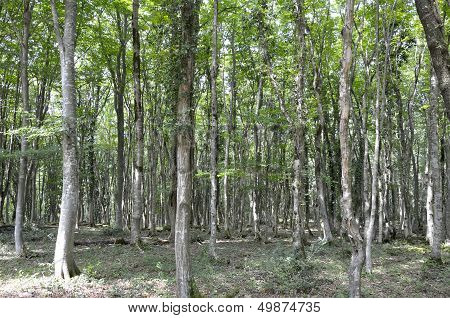 Relict Forest In Georgia
