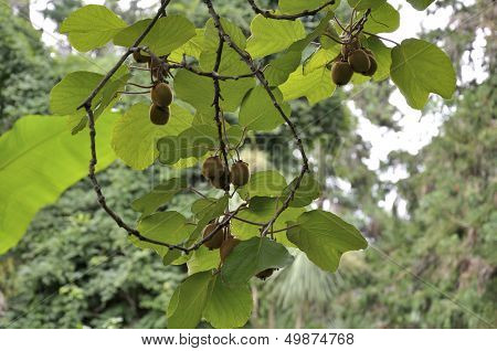 Actinidia Fruit On The Liana