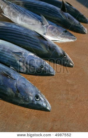 Bonito, echter Bonito, Sarda Sarda in Folge