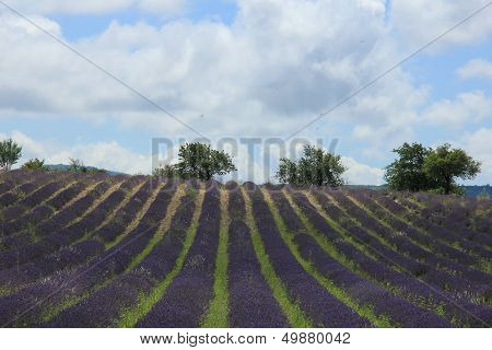 Lavender Fields Near Sault, France