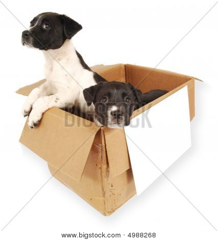 Dois filhotes de cachorro