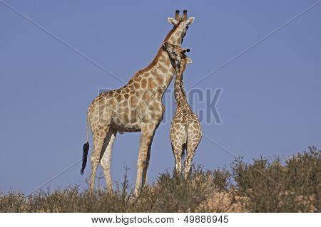 Giraffe mum and baby