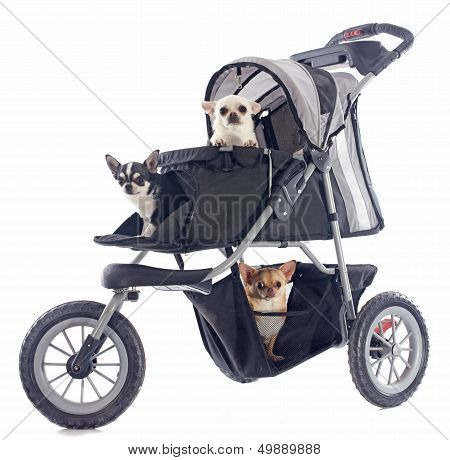 Chihuahuas In Pushchair