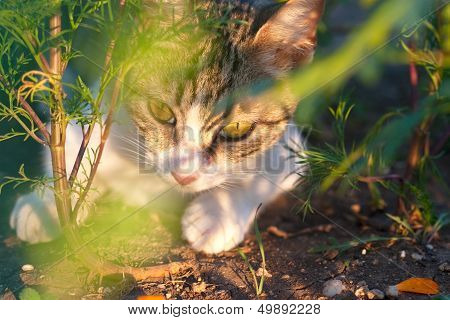Catlike Muzzle