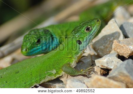 Green Lizard