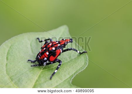 Fulgoroidea Insects