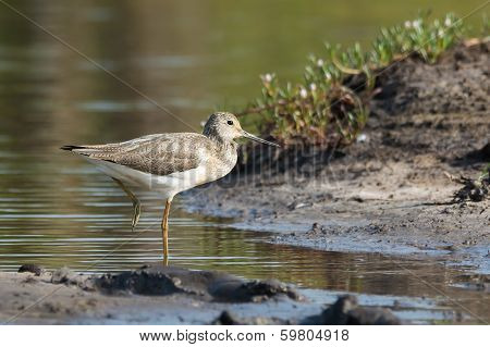 Common Greenshank (tringa Nebularia)