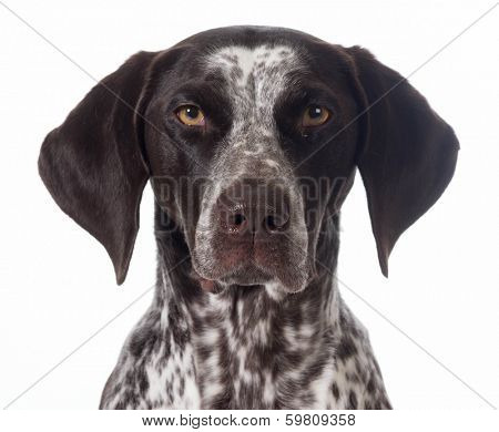 german shorthaired pointer portrait isolated on white - female