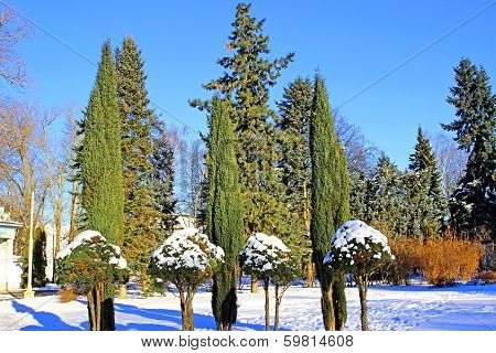 Arborvitae And Cypress Trees In Winter