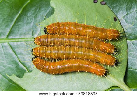Painted Jezebel Caterpillar