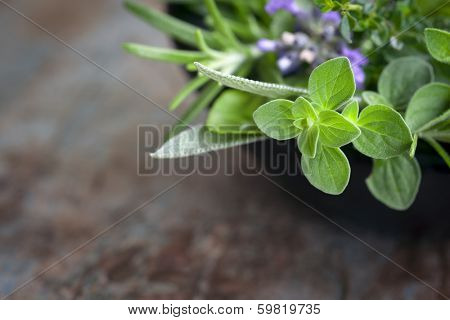 Herbs still life.  With oregano, lavender, rosemary, thyme, sage and basil, over blurred background.