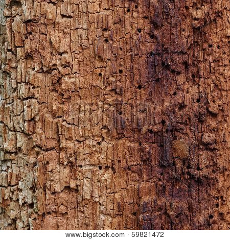 Old wood eaten by bark beetle