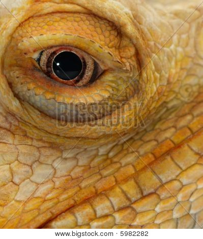 The Eye