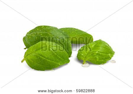 Basil
