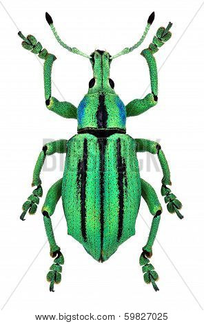 Azure exotic weevil (Eupholus cuvieri
