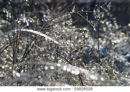 Frozen Rain