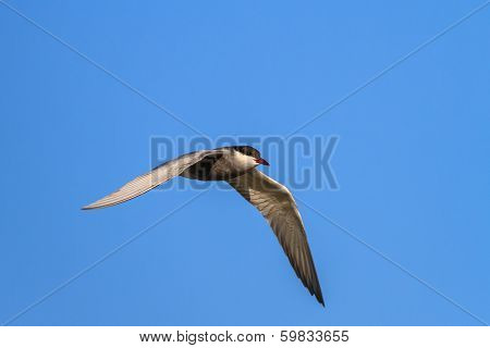 Common Tern