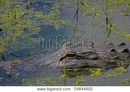 Alligator Floating In A Pond
