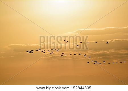 Birds Migrating On A Orange Yellow Sky