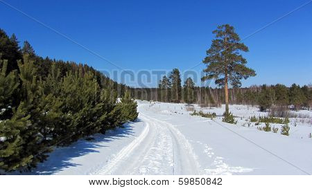 winter landscape