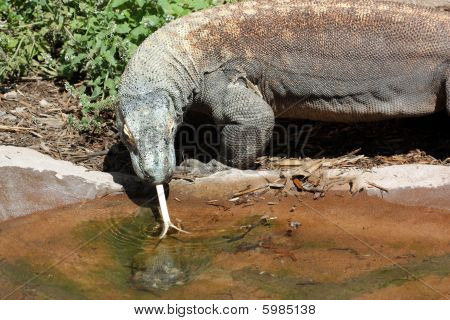 Komodo Dragon