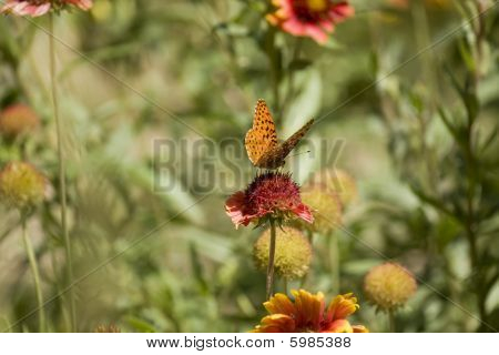 Mariposa